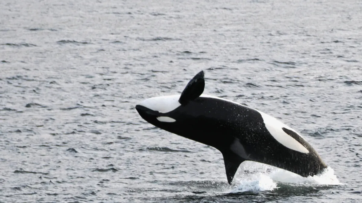 Orcas: Culture Beneath the Surface | Natural History Museum